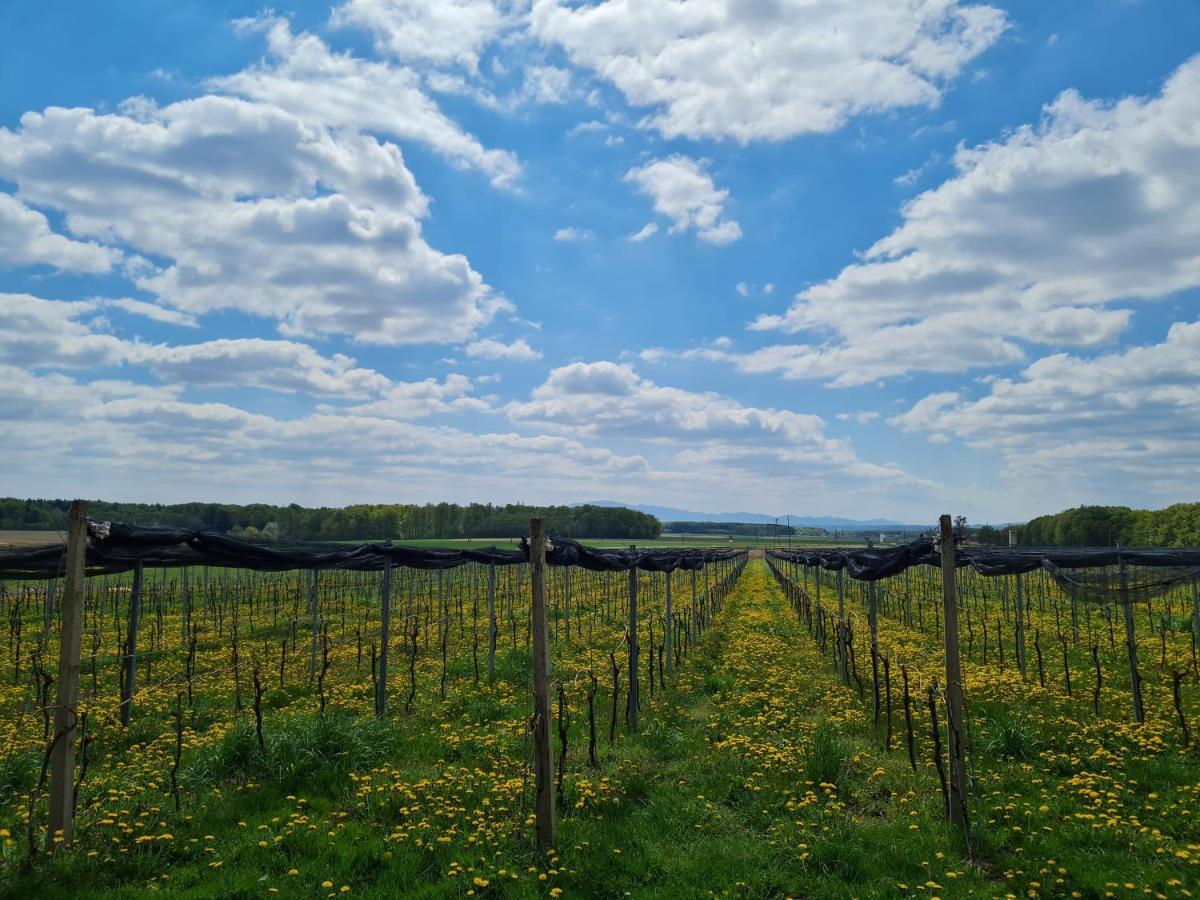 Wine Paradise Glavinic Miklavz pri Ormozu Екстериор снимка
